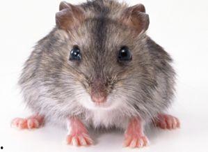 耗子视频,揭秘日常生活小技巧，轻松提升生活品质