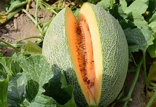 黑八哥可不可以吃哈密瓜,探索鸟类饮食之谜