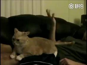 痒痒视频,揭秘日常生活中的趣味瞬间