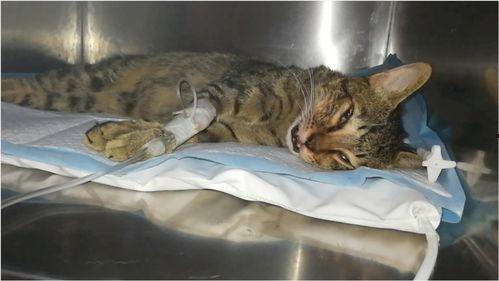 拔牙齿视频,直观体验牙齿拔除全过程