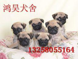 巴哥视频,揭秘短视频时代的魅力与挑战