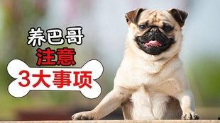 巴哥视频,揭秘短视频时代的魅力与挑战