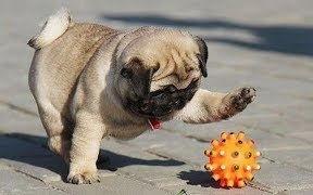 巴哥视频,揭秘短视频时代的魅力与挑战