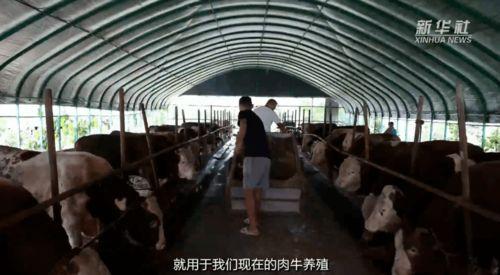 牛场视频,探寻牧场生活点滴