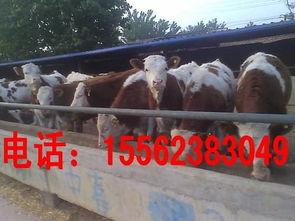 牛场视频,探寻牧场生活点滴