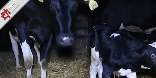 牛场视频,探寻牧场生活点滴