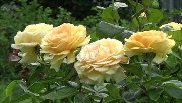 黄玫瑰视频,绽放的青春与梦想