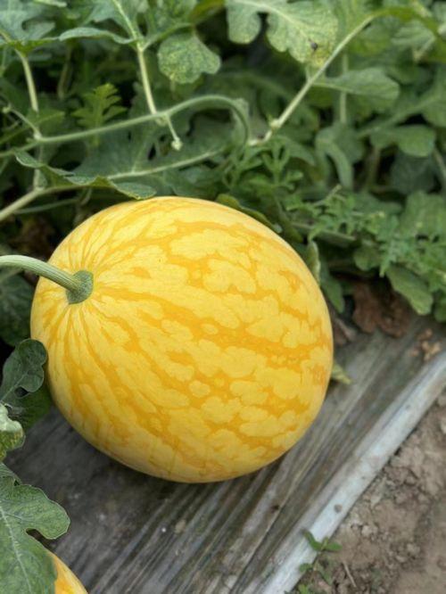 浙江今日瓜价,时令鲜甜，价格波动一览