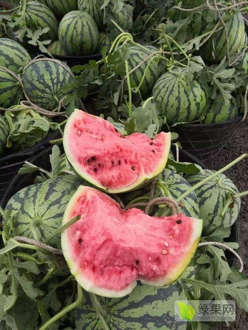 浙江今日瓜价,时令鲜甜，价格波动一览