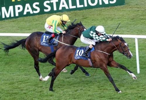 赛马视频大全,视频大全中的速度与激情瞬间