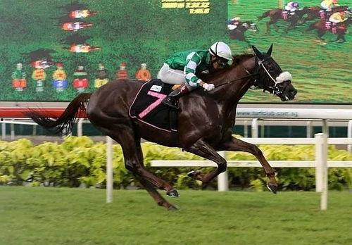 赛马视频大全,视频大全中的速度与激情瞬间