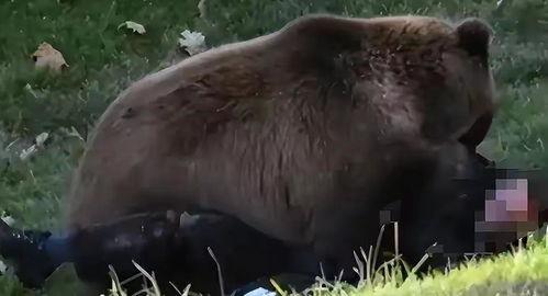 熊 视频,揭秘动物世界的奇妙瞬间