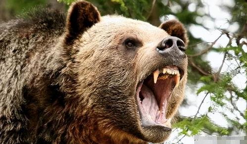 熊 视频,揭秘动物世界的奇妙瞬间