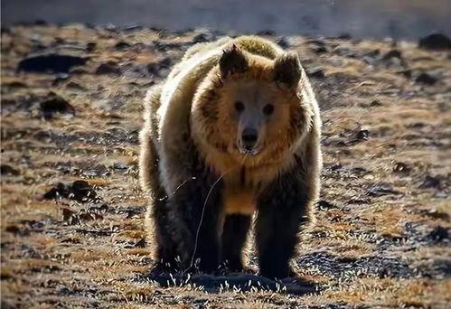 熊 视频,揭秘动物世界的奇妙瞬间