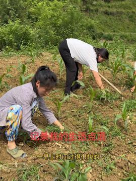 农村生活视频,农村生活视频中的美好时光