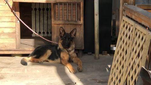 德牧视频,忠诚守护，英勇无畏的警犬传奇