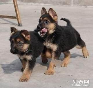 德牧视频,忠诚守护，英勇无畏的警犬传奇