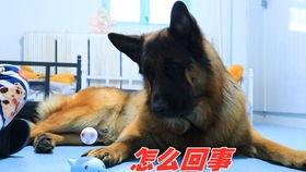 德牧视频,忠诚守护，英勇无畏的警犬传奇