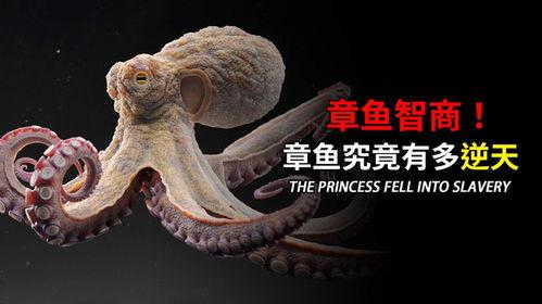 八爪鱼的视频,揭秘海洋中的神秘捕食者