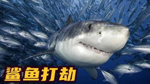 鲨鱼的视频,鲨鱼世界的惊险探秘