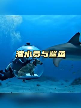 鲨鱼的视频,鲨鱼世界的惊险探秘