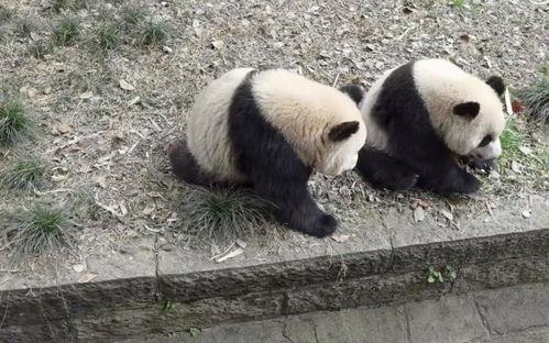 大熊猫的视频,大熊猫的温馨日常