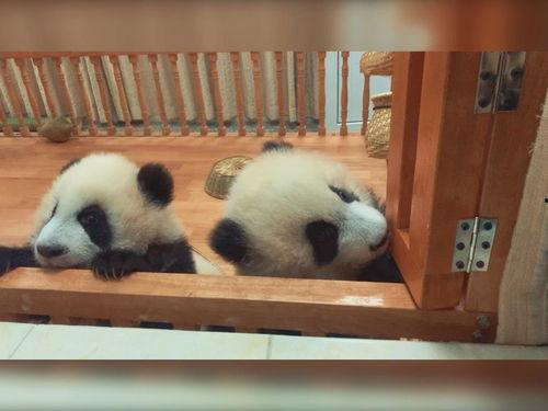 大熊猫的视频,大熊猫的温馨日常