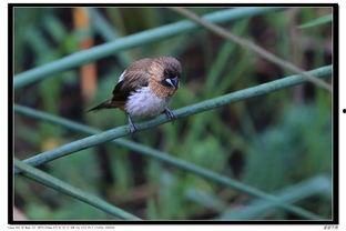 文鸟视频,探寻鸟类世界的灵动精灵