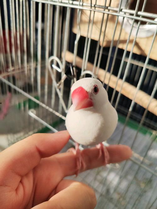 文鸟视频,探寻鸟类世界的灵动精灵