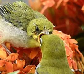 文鸟视频,探寻鸟类世界的灵动精灵