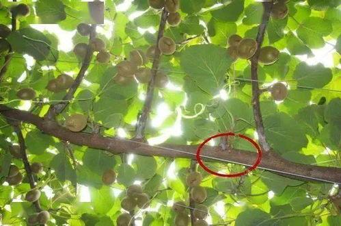 猕猴桃修剪技术视频