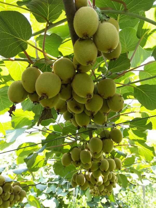 猕猴桃修剪技术视频