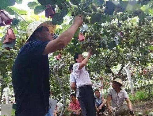 猕猴桃修剪技术视频