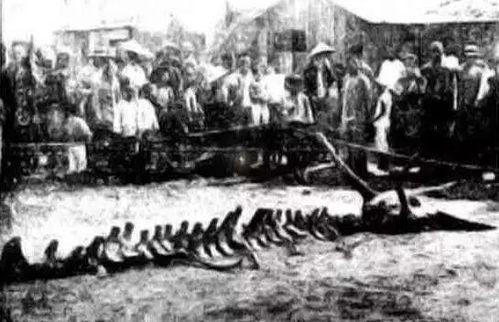 黑龙江坠龙事件视频,神秘现象引发热议