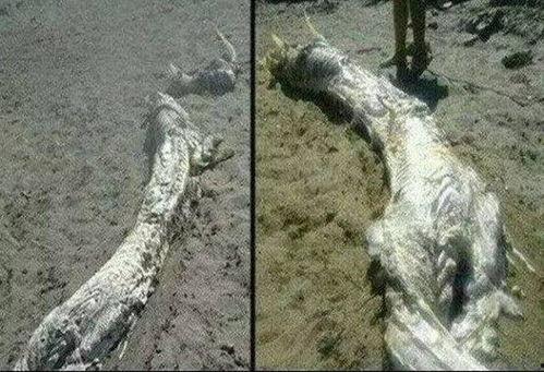 黑龙江坠龙事件视频,神秘现象引发热议