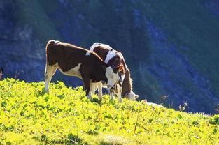 青草视频观看,探寻自然之美，感受生命律动