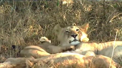 动物世界动物世界视频,揭秘自然界的生存智慧与生态奇迹