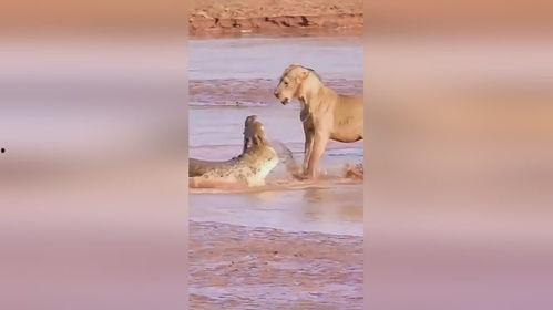 动物世界动物世界视频,揭秘自然界的生存智慧与生态奇迹