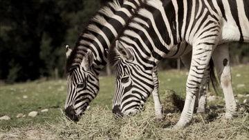 动物世界动物世界视频,揭秘自然界的生存智慧与生态奇迹