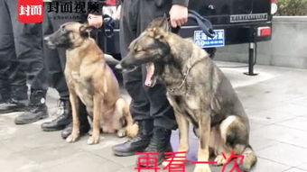 警犬视频大全,视频大全中的忠诚守护者瞬间