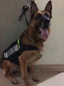 警犬视频大全,视频大全中的忠诚守护者瞬间