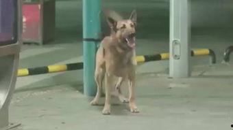 警犬视频大全,视频大全中的忠诚守护者瞬间