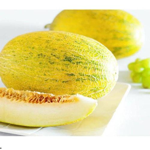 湖北鄂州今日哈密瓜价,品质佳价优，果香四溢迎丰收