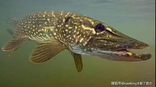 狗鱼视频,揭秘水下猎手的生存智慧