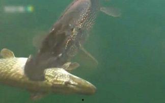 狗鱼视频,揭秘水下猎手的生存智慧