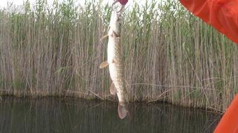 狗鱼视频,揭秘水下猎手的生存智慧