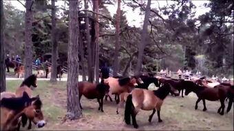 驴与马交配视频,驴马杂交现象首次视频记录