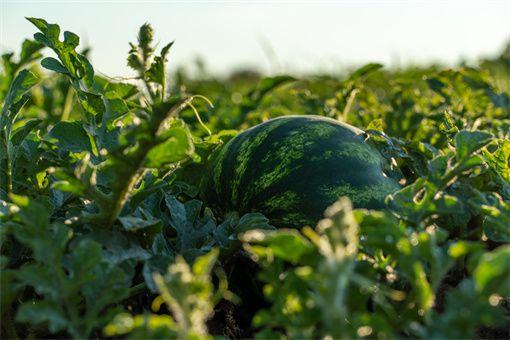 西瓜种植视频,从播种到收获的精彩瞬间