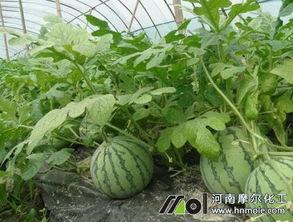 西瓜种植视频,从播种到收获的精彩瞬间