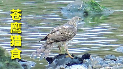 黑鸟吃瓜网,揭秘娱乐圈幕后真相，带你领略明星生活百态